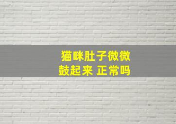 猫咪肚子微微鼓起来 正常吗